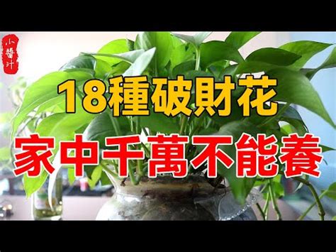 八房九重葛風水|九重葛運勢攻略：風水專家帶你旺運轉運 